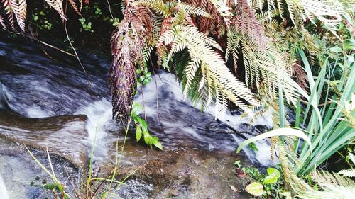 Close-up of tree against water