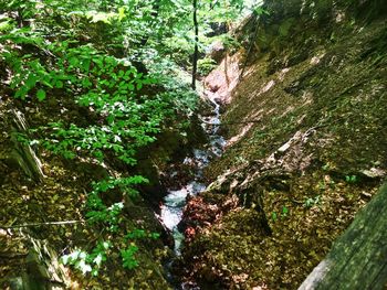 High angle view of trees growing in forest