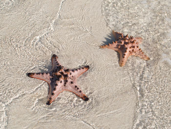 High angle view of crab on beach