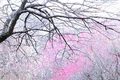 Low angle view of cherry blossoms against bare trees