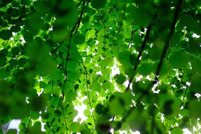 Close-up of fresh green plants