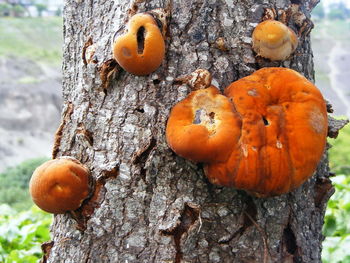 Close-up of orange fruits on tree trunk