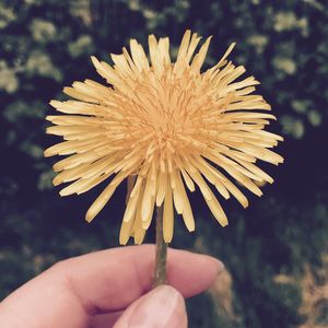 Close-up of hand holding flower