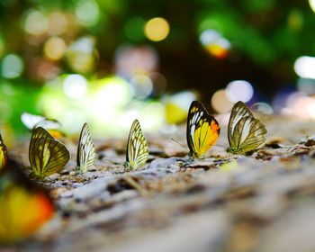 Close-up of butterfly on plant