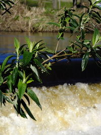 Close-up of plant against trees at beach