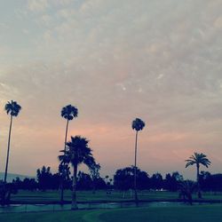 Palm trees on landscape against cloudy sky