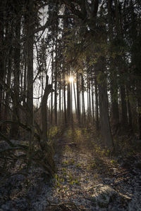 Trees growing in forest