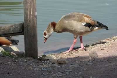 Ducks on a lake