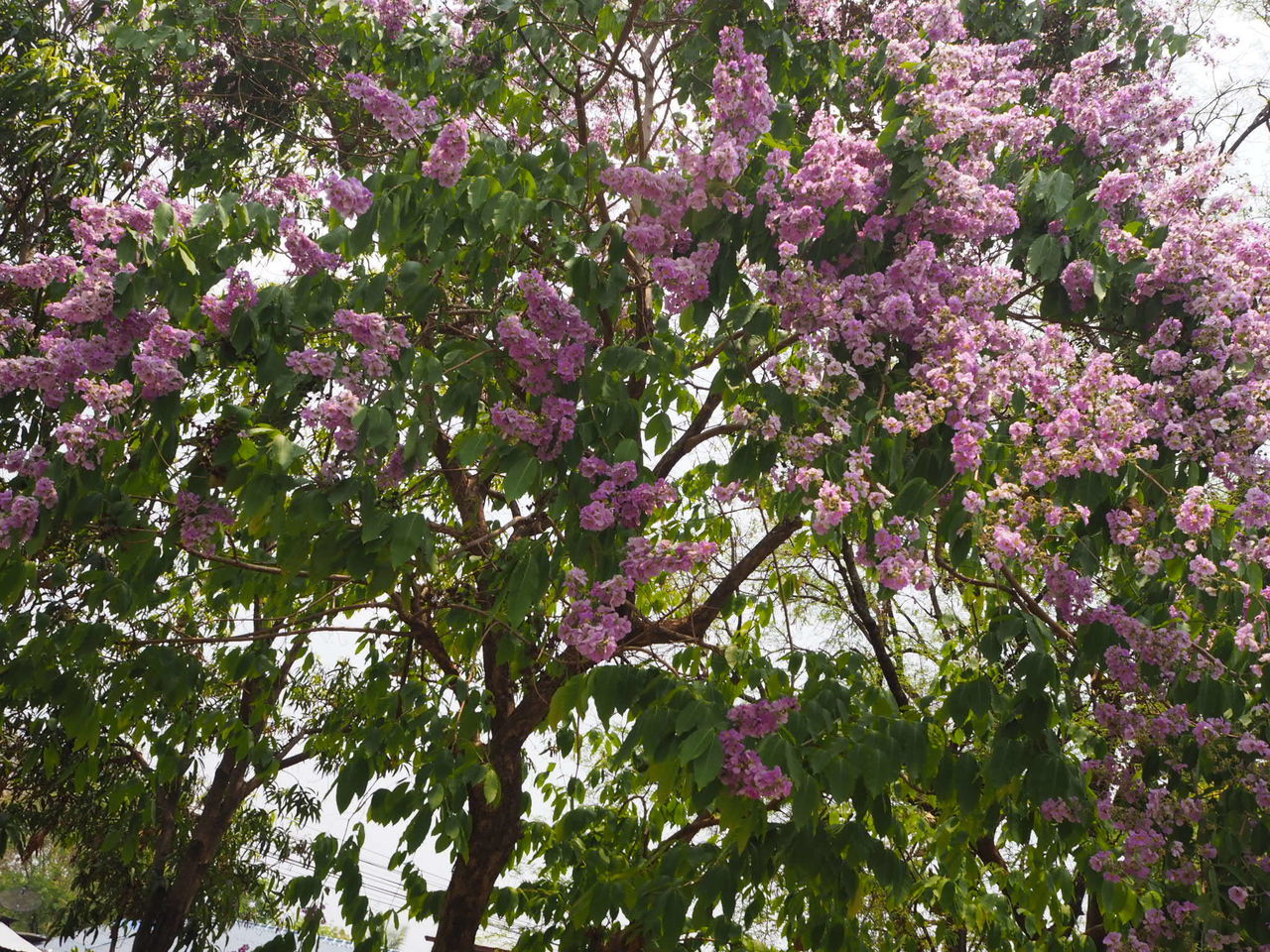 flower, growth, tree, beauty in nature, freshness, branch, nature, pink color, fragility, low angle view, blossom, blooming, in bloom, plant, tranquility, day, outdoors, no people, springtime, park - man made space