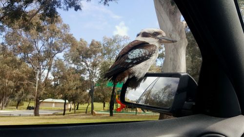 Close-up of bird perching on car against sky