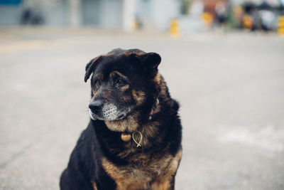 Close-up portrait of dog