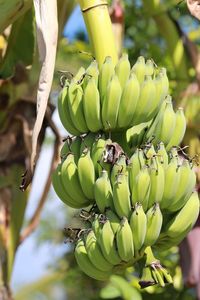 Close-up of bananas growing on tree