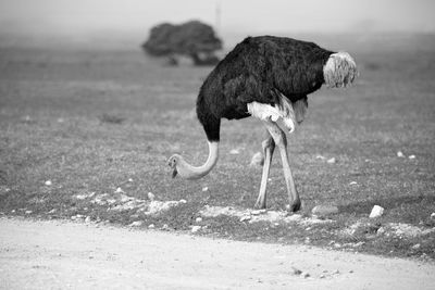 View of a bird on field