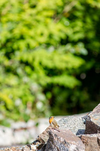 Robin perching on rock against trees