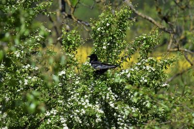 Bird perching on a tree