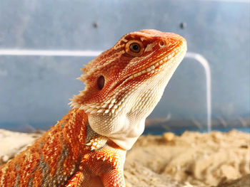 Close-up of a lizard