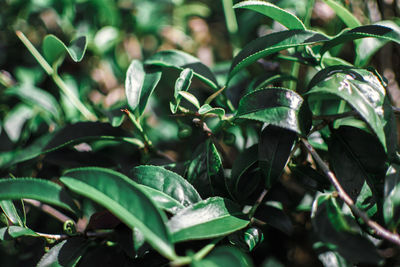 Tea plantation close up