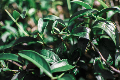 Close-up of plant growing on field