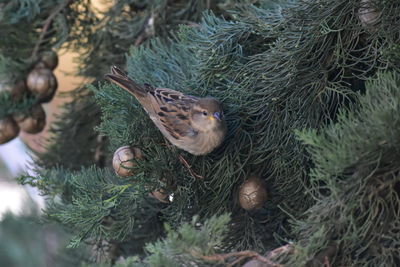 High angle view of bird in nest