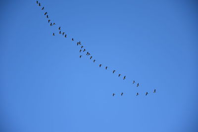 Low angle view of birds flying against clear blue sky