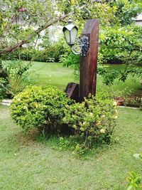 Plants and trees in park