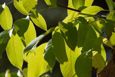 Close-up of green leaves