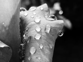 Close-up of raindrops on leaf