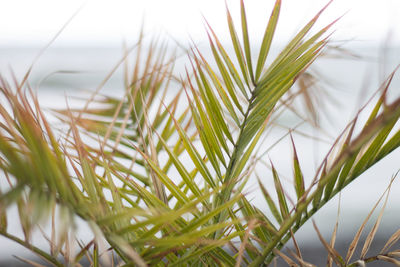 Close-up of wheat plants