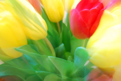 Close-up of yellow flower