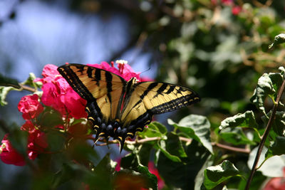 Butterfly on flower