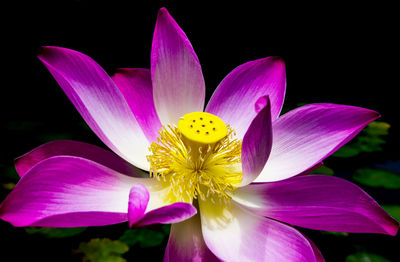 Close-up of pink water lily