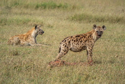 Spotted hyena guards bloody carcase by another