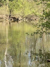 Scenic view of lake in forest