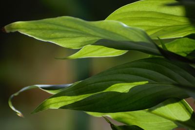 Close-up of fresh green leaves