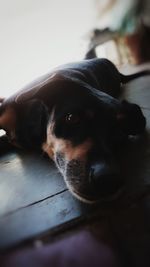 Close-up portrait of dog resting