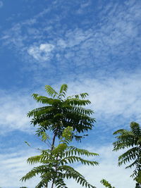 Low angle view of palm trees against blue sky