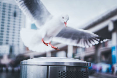 Close-up of bird against blurred background