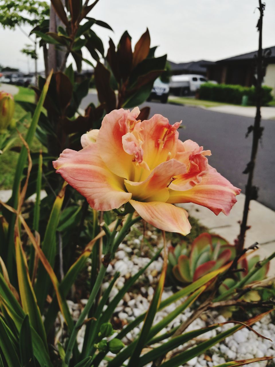 CLOSE-UP OF PINK LILIES ON PLANT