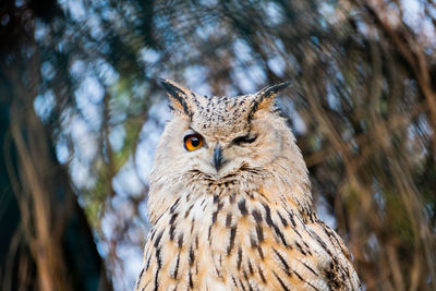 Close-up portrait of owl
