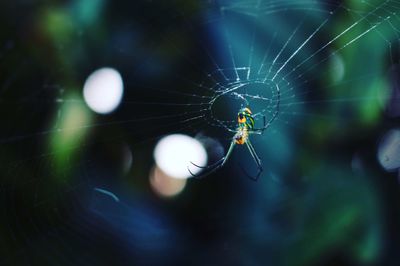 Close-up of spider on web