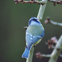 Close-up of bird on tree