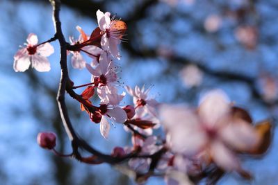 Low angle view of flowers on branch