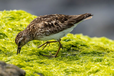 Close-up of bird eating grass