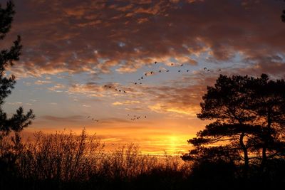 Silhouette trees and against birds flying in cloudy sky