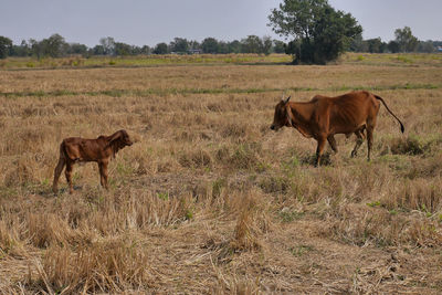 A buffalo and calf. buriram, thailand