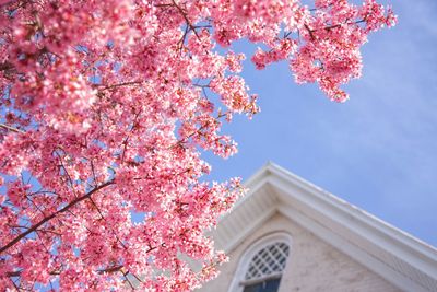 Low angle view of pink flowering tree against sky