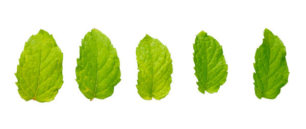 Close-up of green leaves against white background