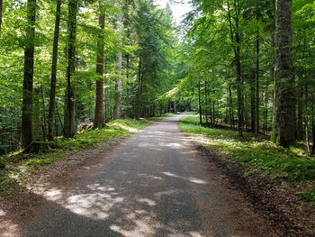 Empty road amidst trees in forest