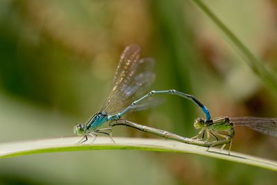 Close-up of dragonfly