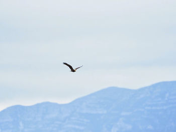 Bird flying over mountain against sky